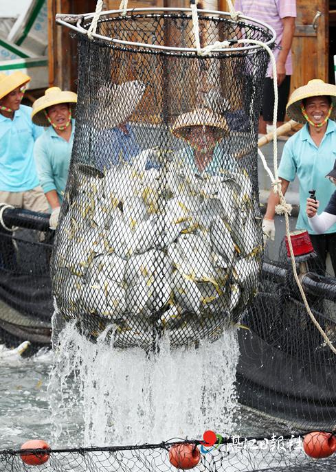 深水网箱养殖金鲳鱼错峰上市