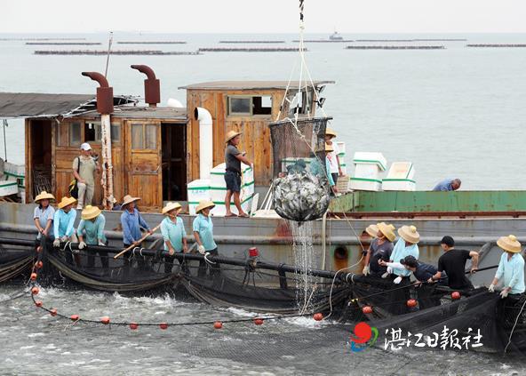 深水网箱养殖金鲳鱼错峰上市