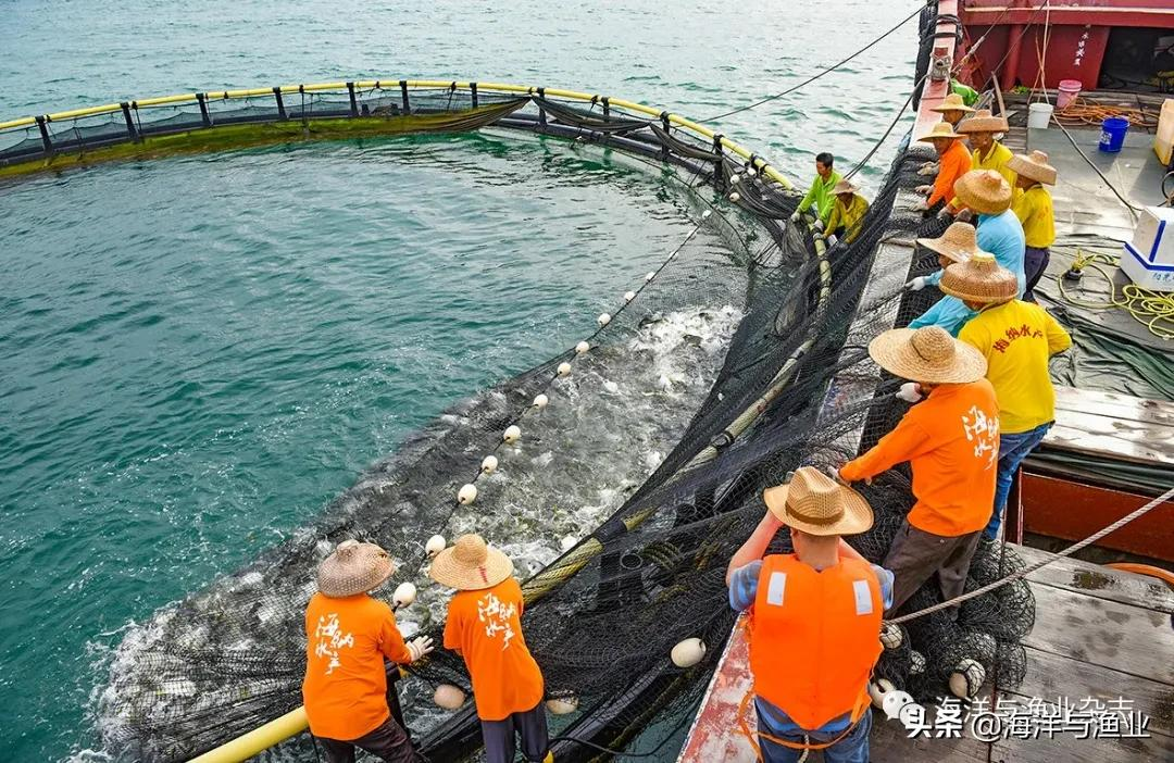 蓝色粮仓！一大波美图，带你去阳江市深海网箱养殖产业园看看收获的场景