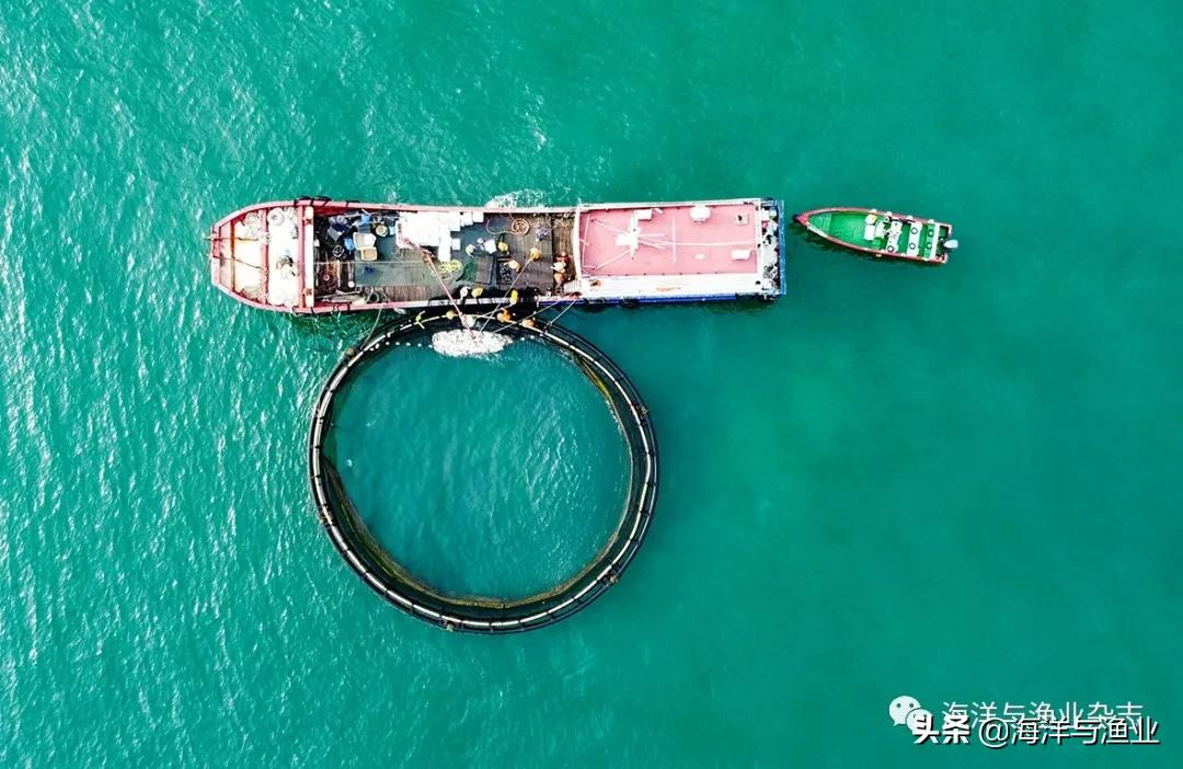 蓝色粮仓！一大波美图，带你去阳江市深海网箱养殖产业园看看收获的场景